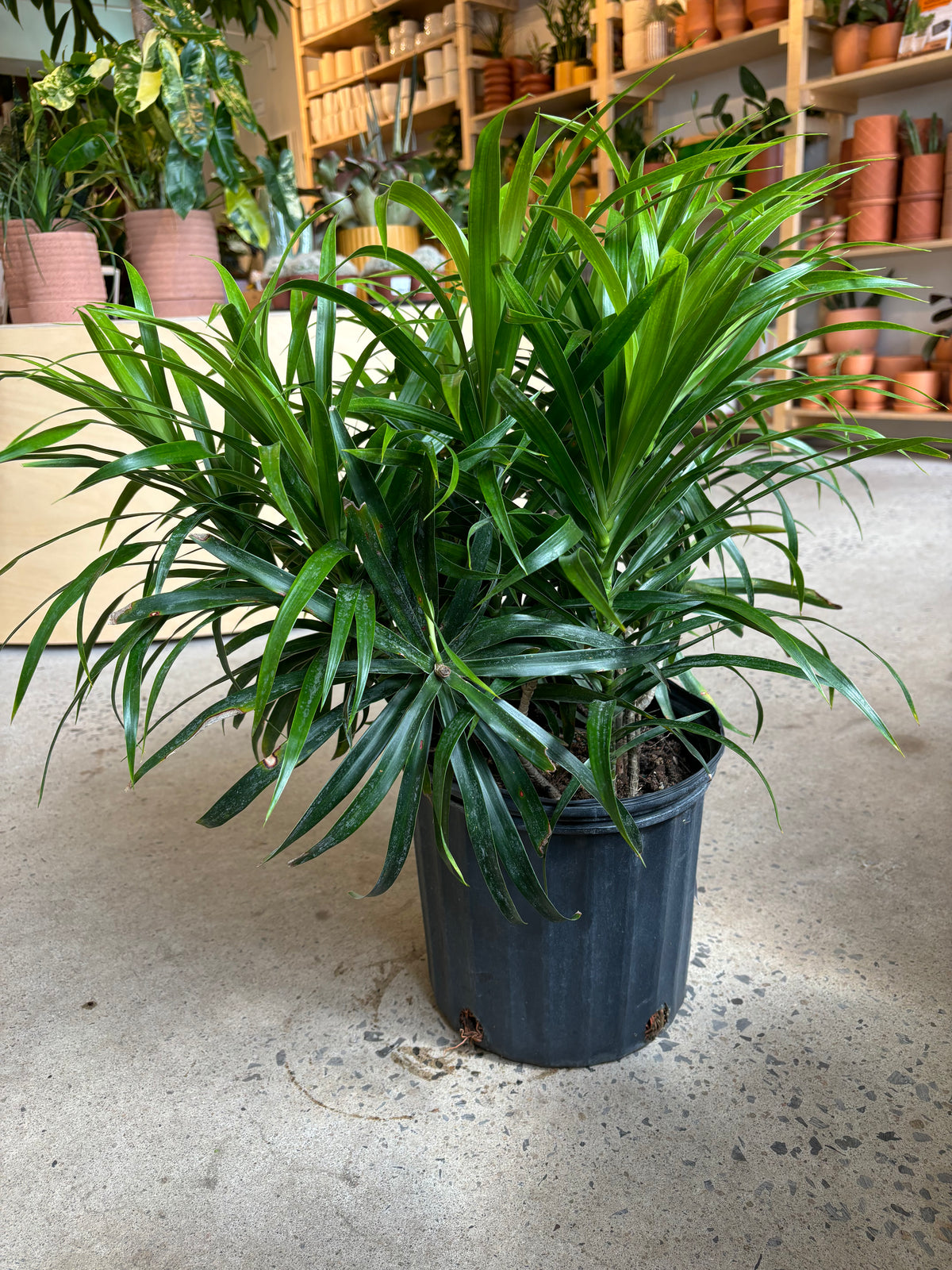Dracaena Anita