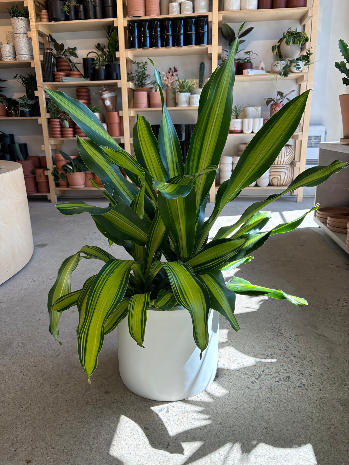 Dracaena Marley