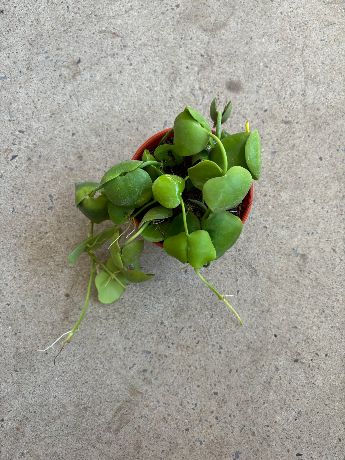 Dischidia Platyphylla