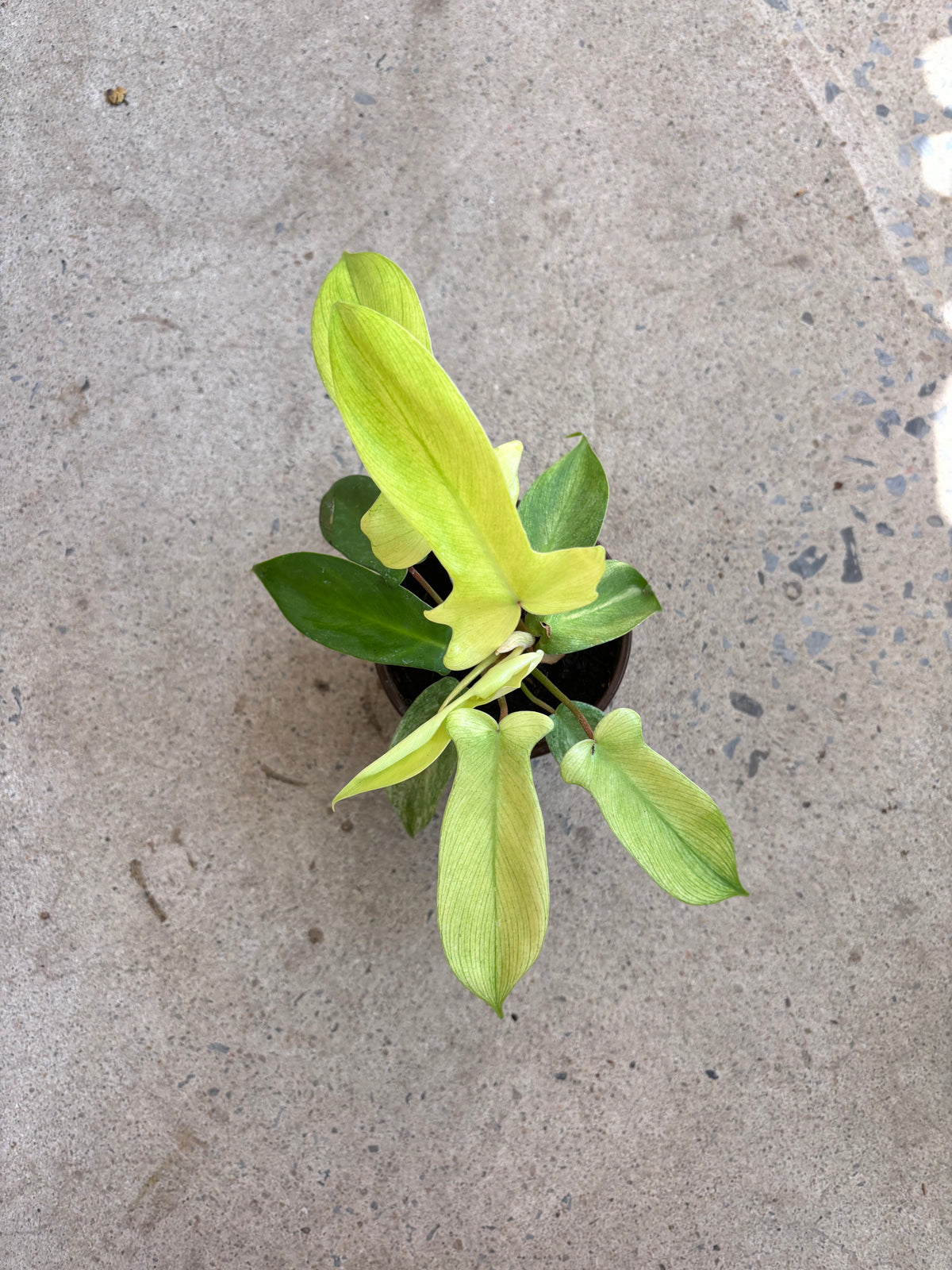 Philodendron « Florida Ghost »