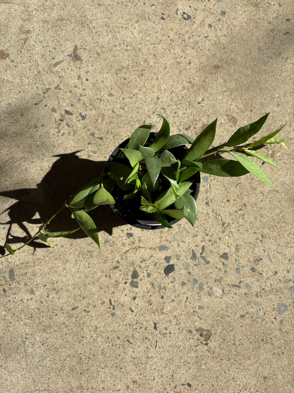 Hoya « Lacunosa » Silver