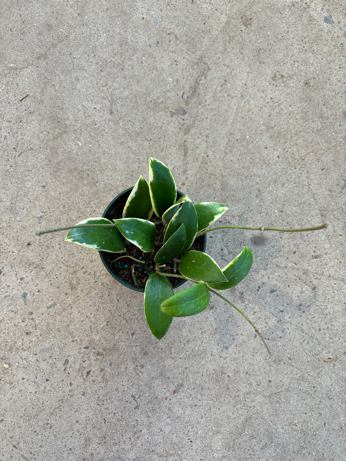 Hoya acuta albomarginata