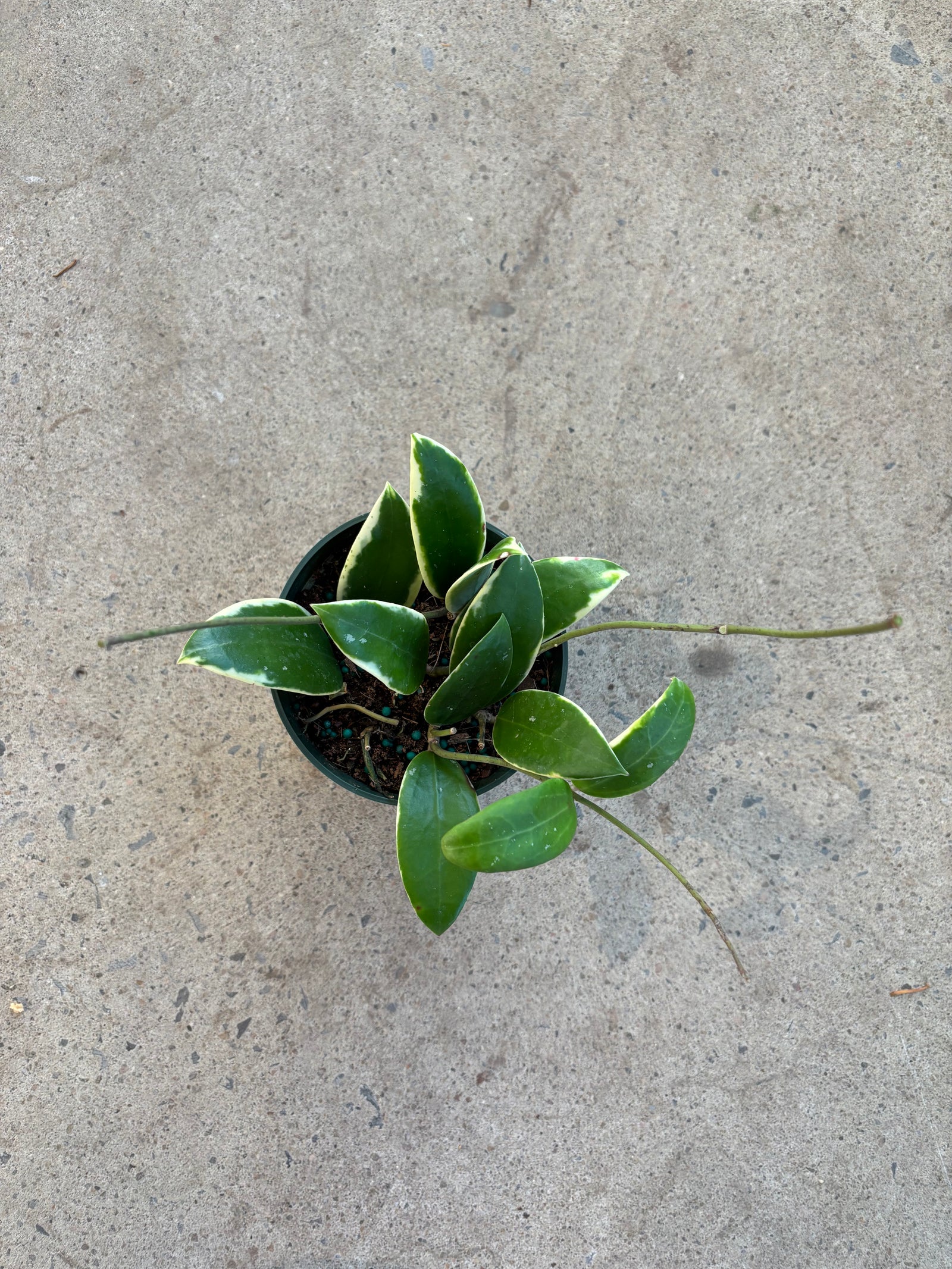 Hoya acuta albomarginata