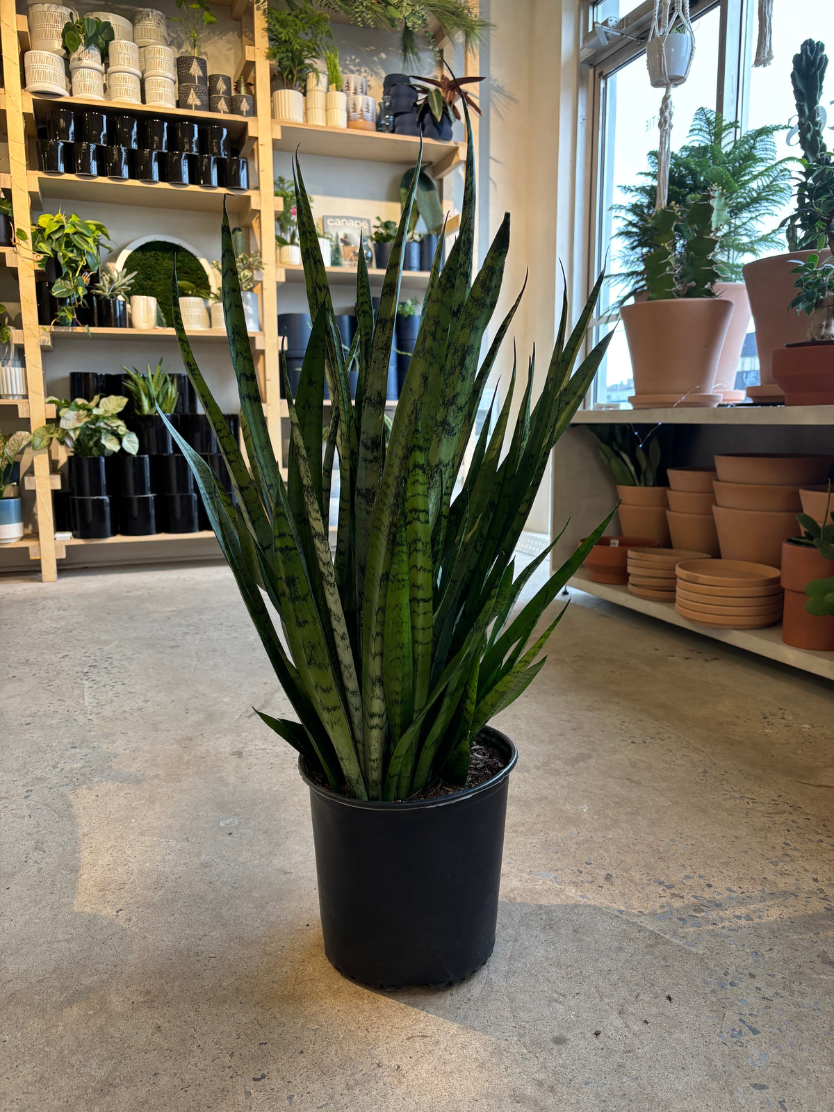 Sansevière Silver Streak