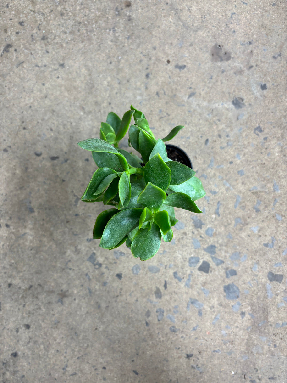 Crassula Arborescens « blue wave »