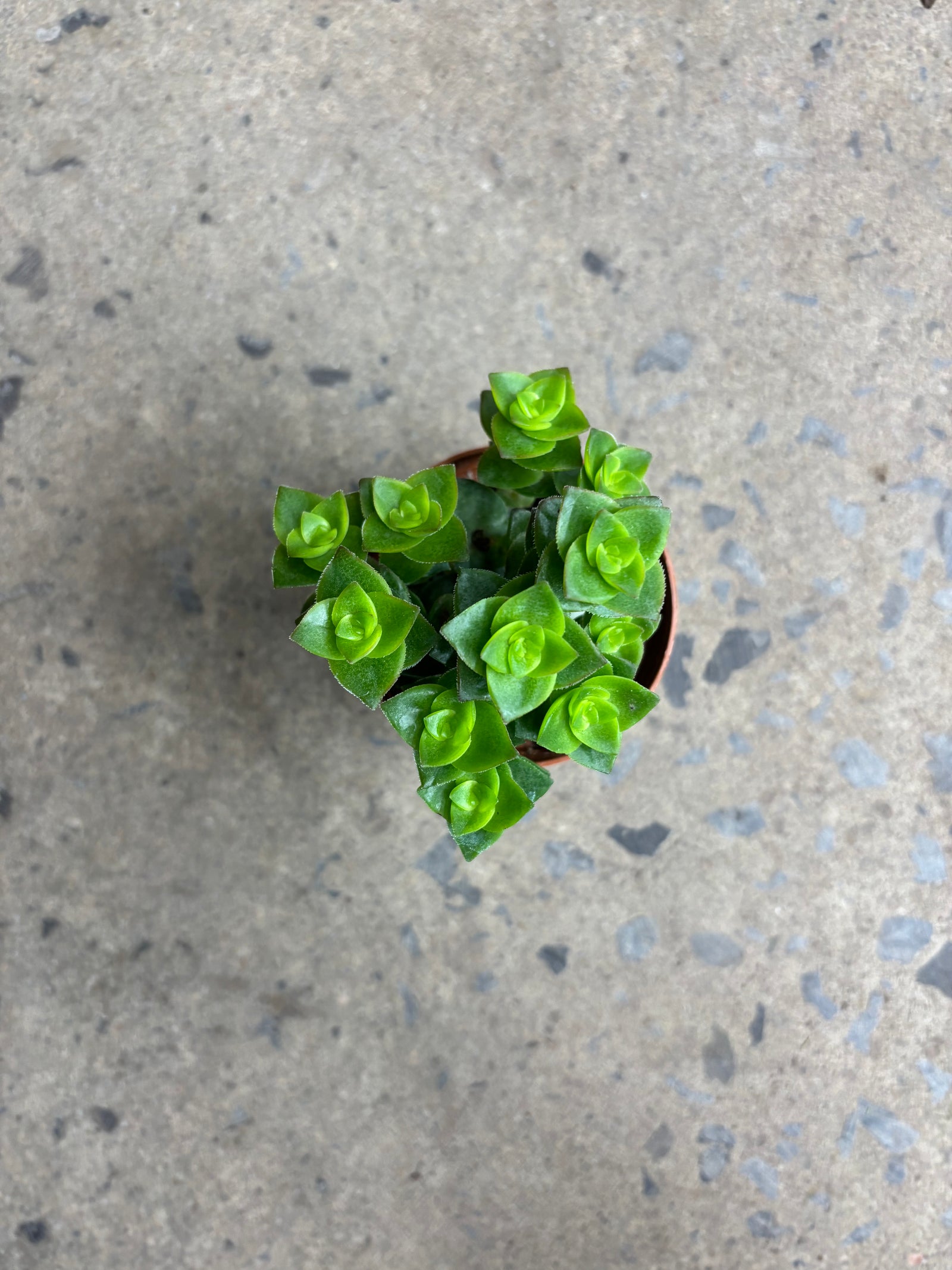 Crassula perforata