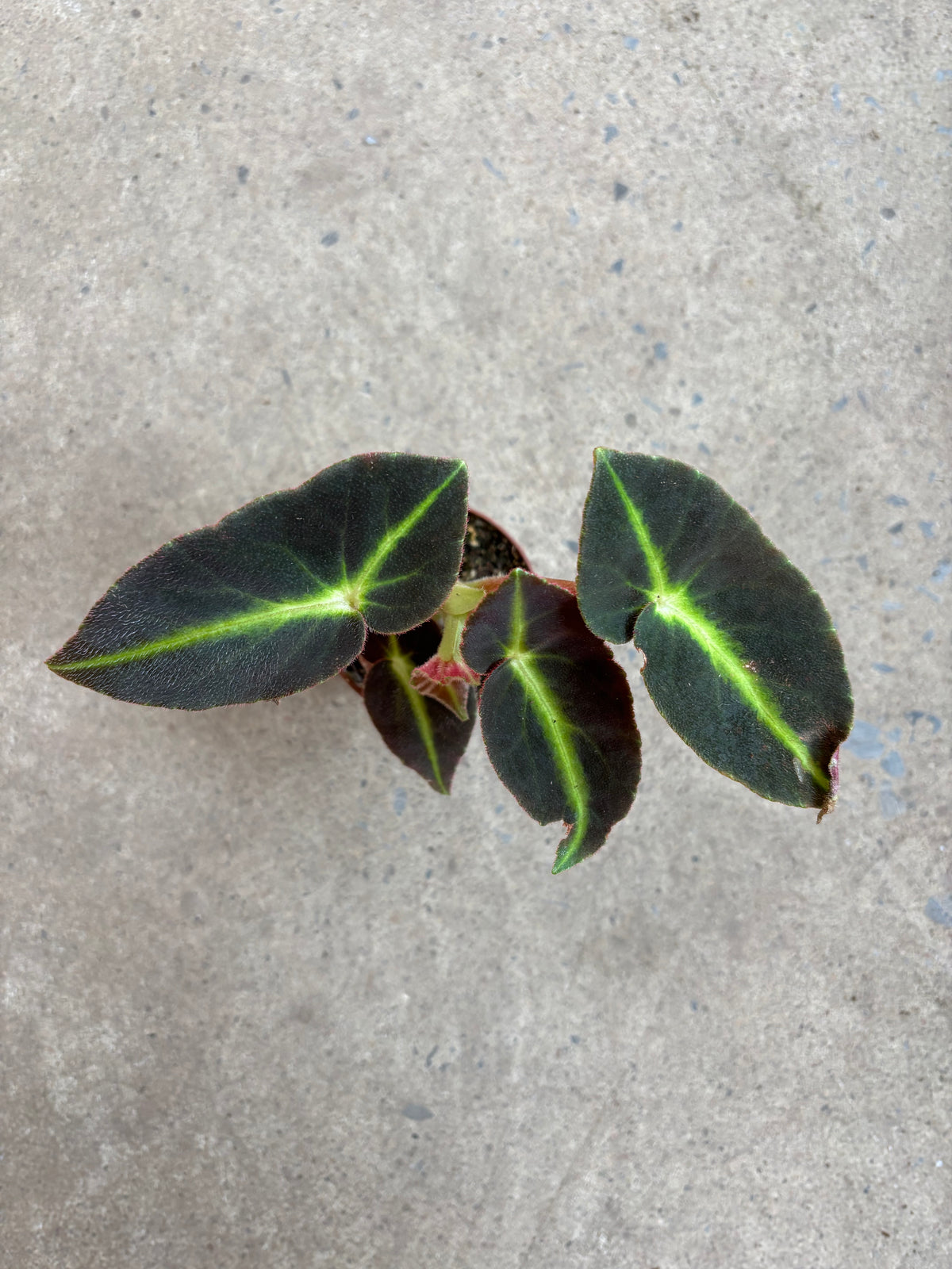 Begonia Listada