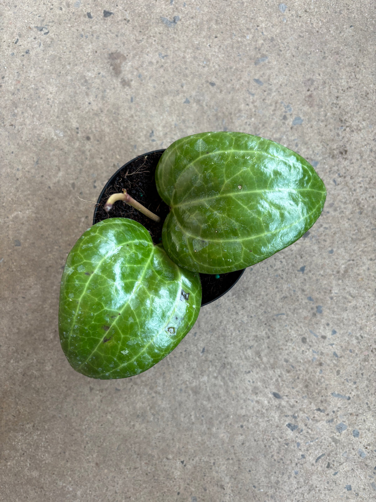 Hoya Sarawak