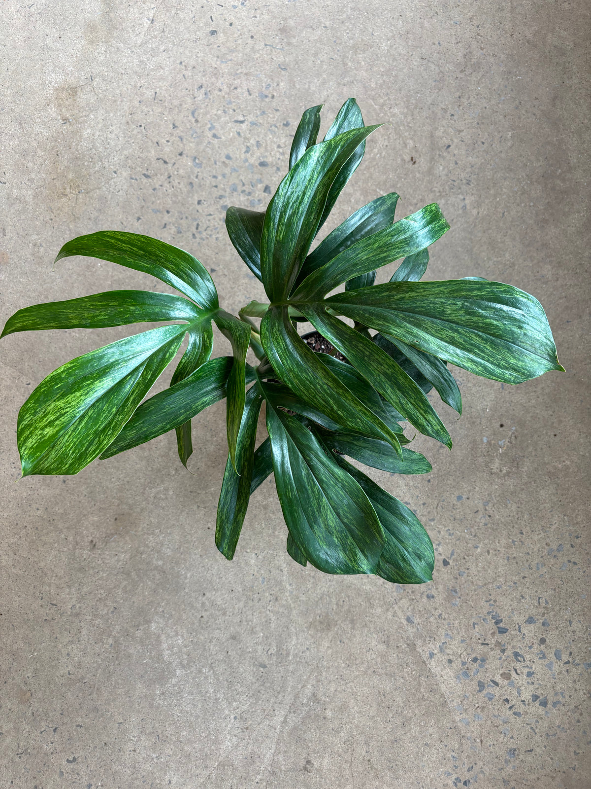 Rhaphidophora decursiva