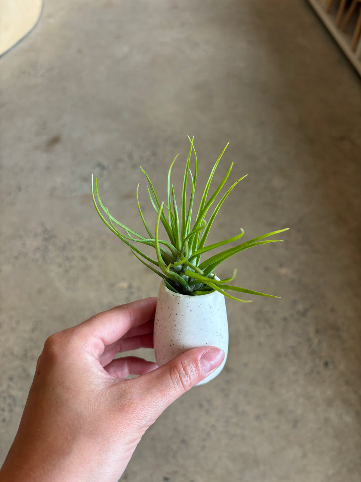 Tillandsia Tenuifolia