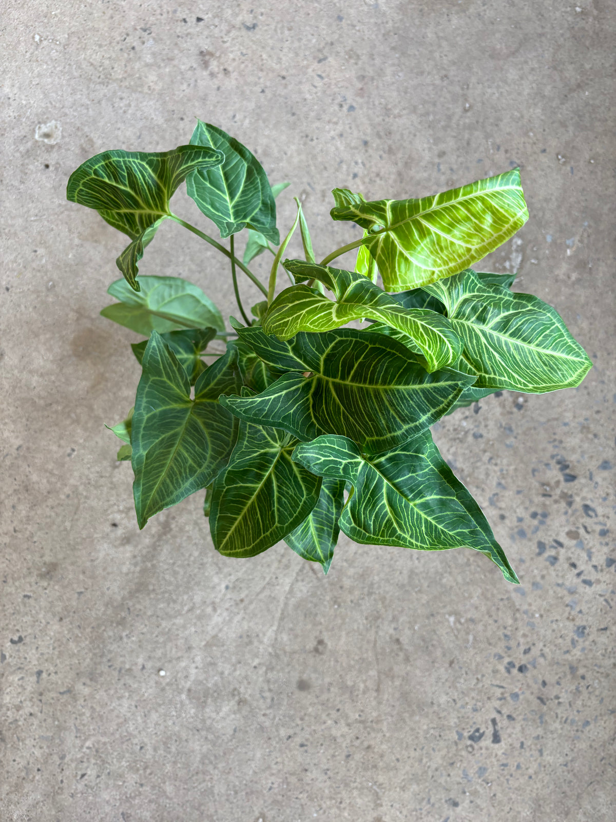 Syngonium « Batik »