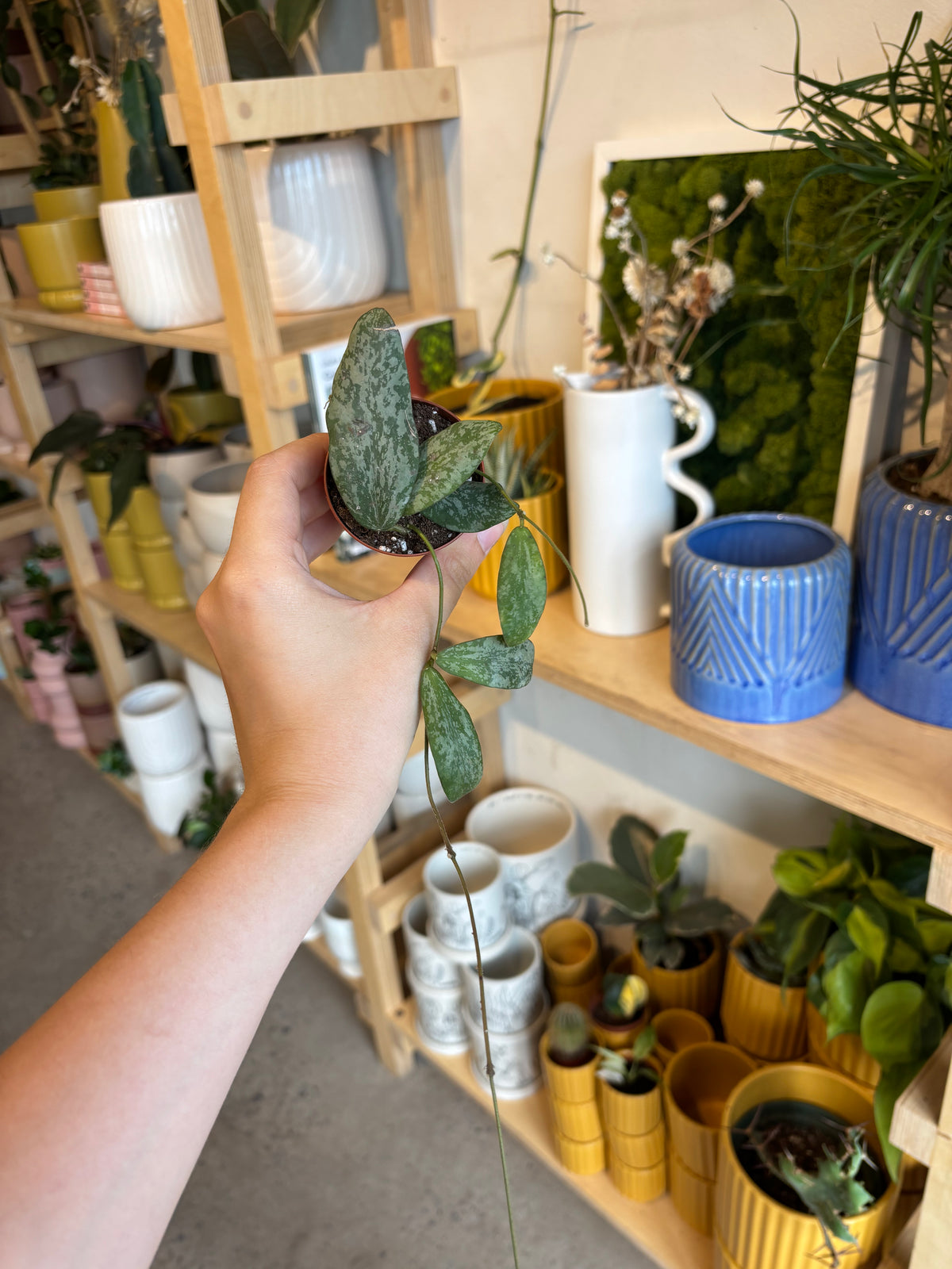 Hoya « Sigilatis »