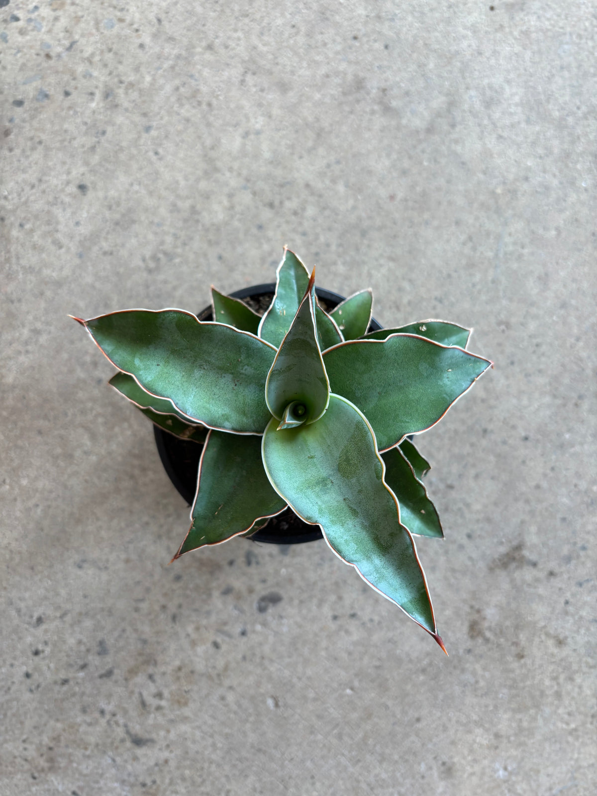 Sansevière powsyii 'Blue Kew'