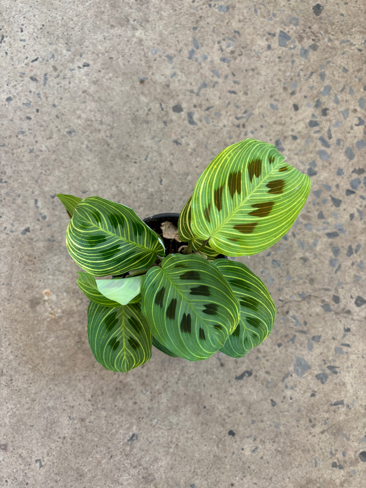 Maranta leuconeura "Gold Veins"