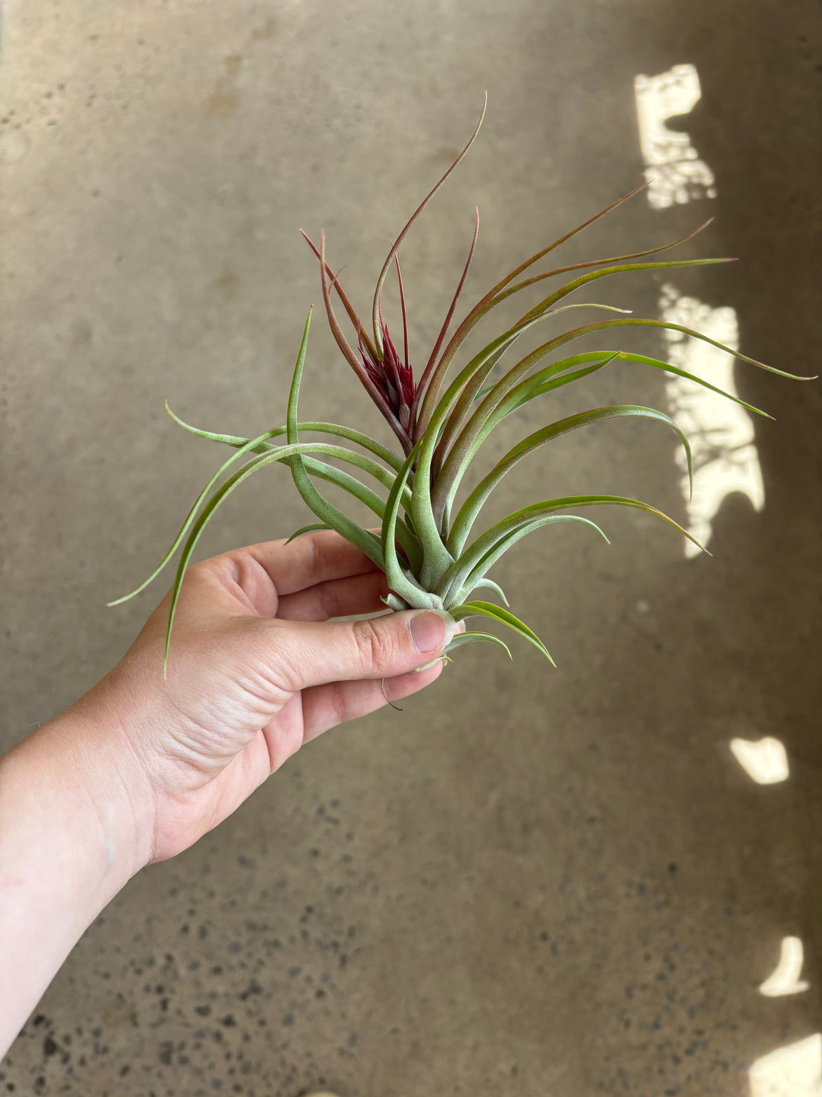 Tillandsia Brachycaluos