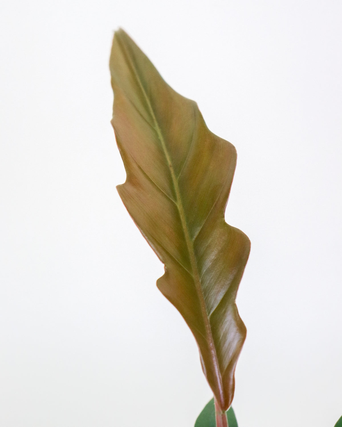 Philodendron Caramel Pluto