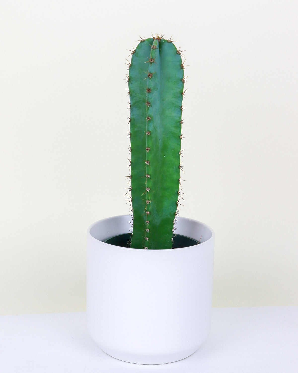 Cereus