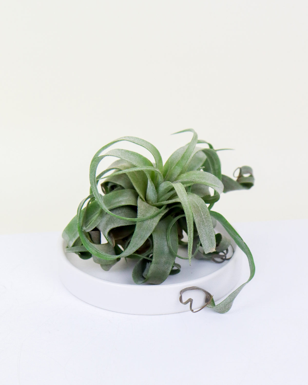 Tillandsia Curly