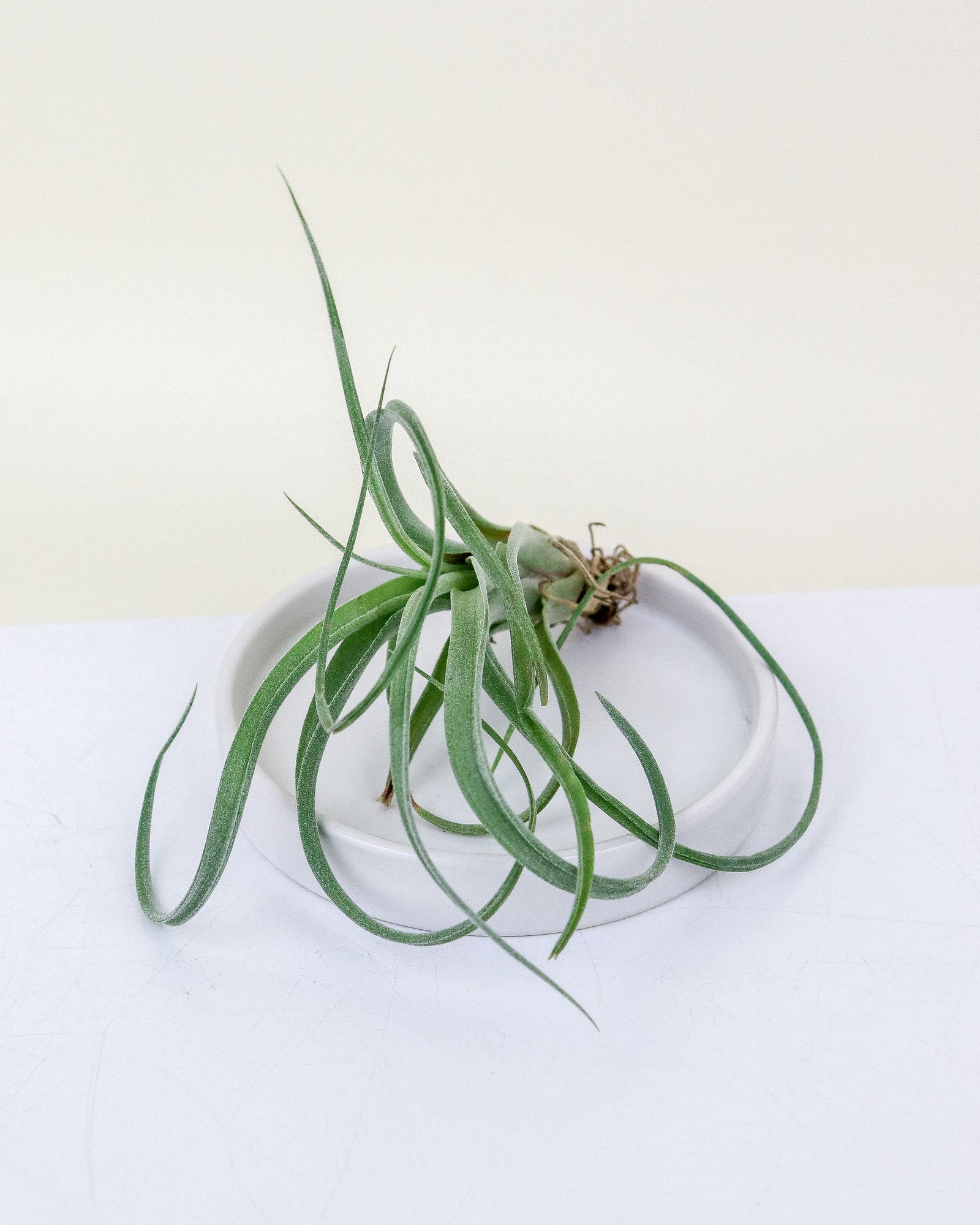 Tillandsia Curly Slim