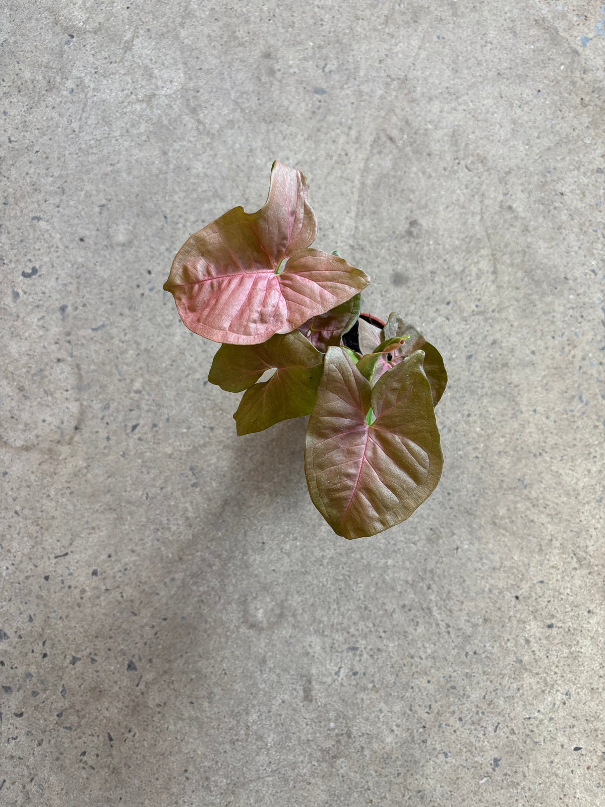 Syngonium podophyllum « Pink Allusion »