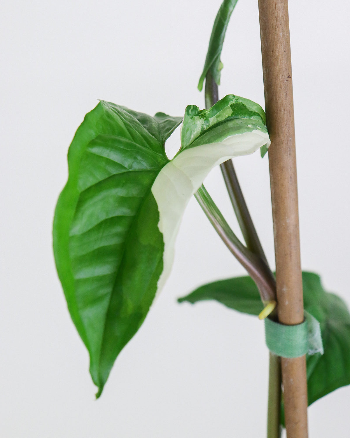 Syngonium Albo
