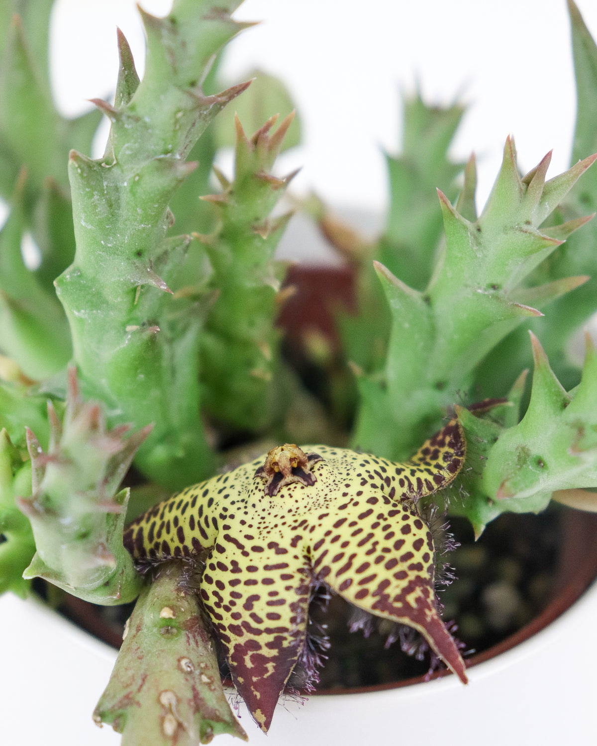 Orbea, Huernia & Stapelia assortis