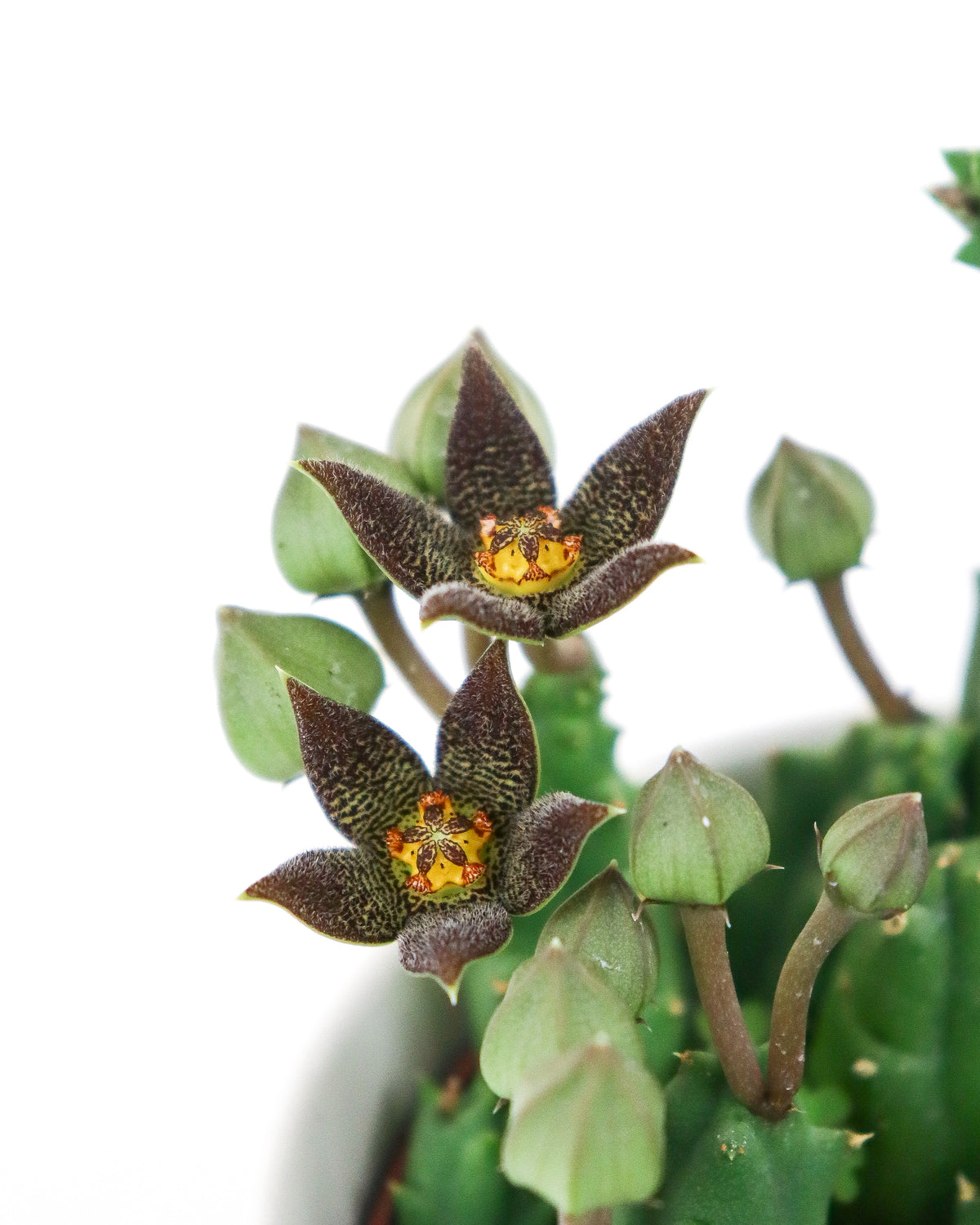 Orbea, Huernia & Stapelia assortis