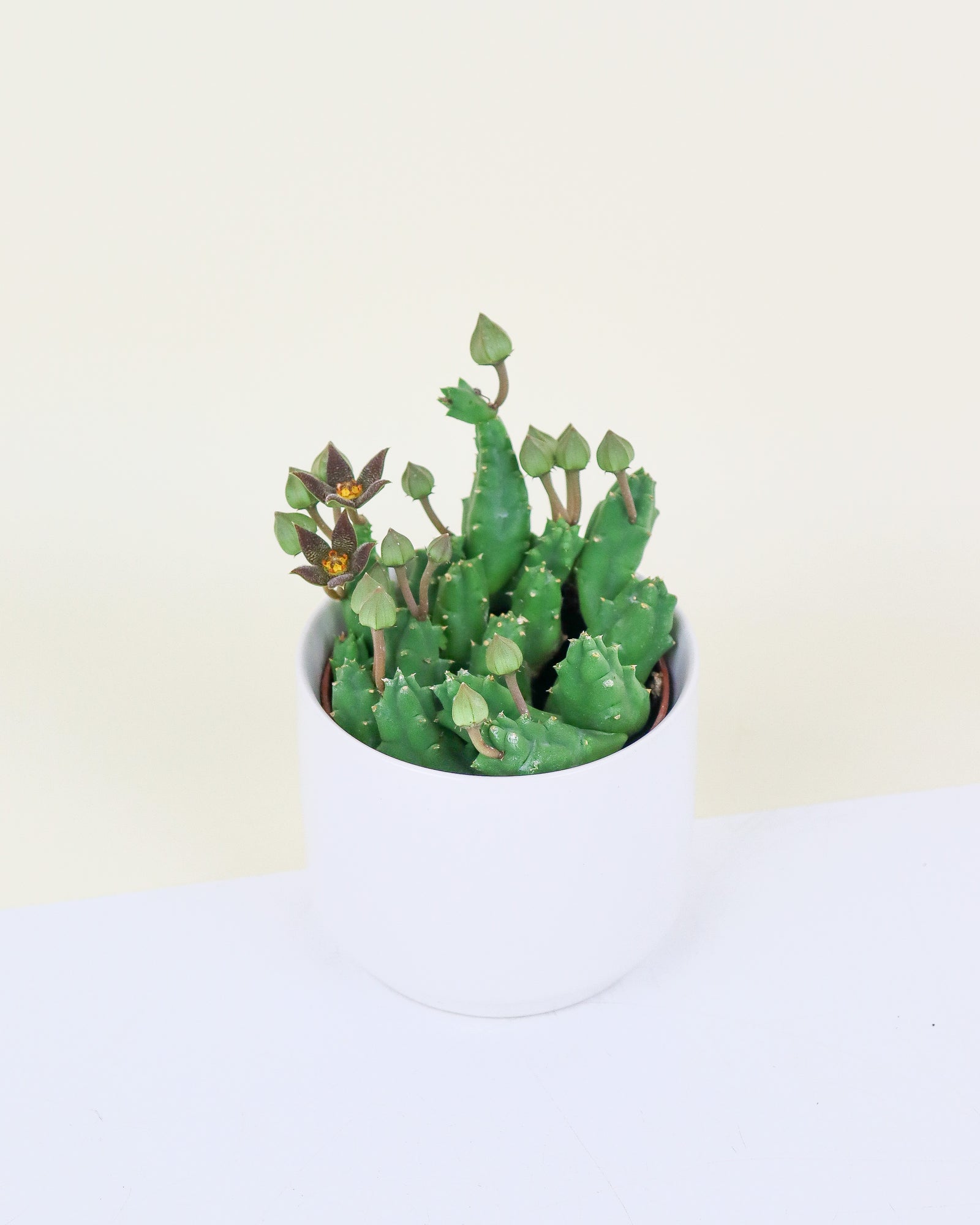 Orbea, Huernia & Stapelia assortis