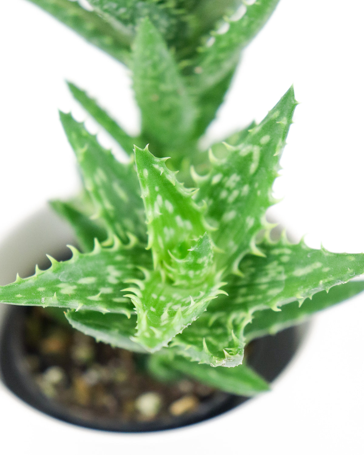 Aloe Juvenna