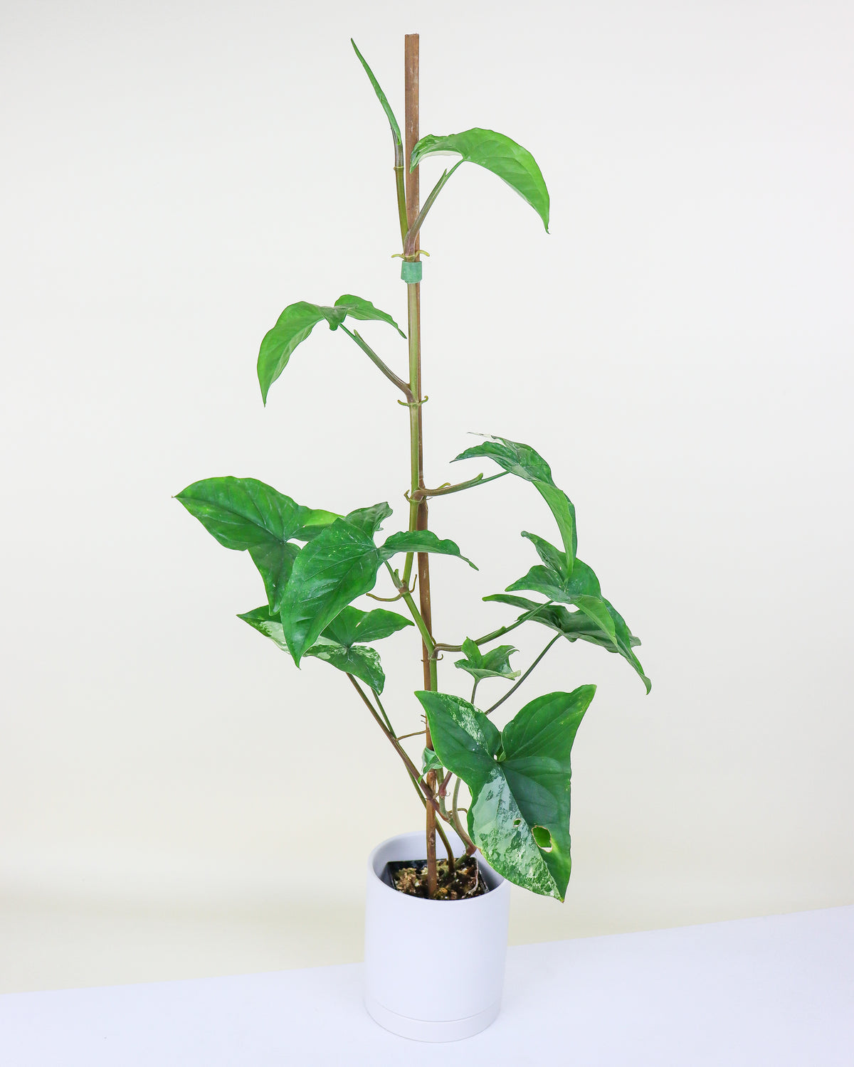 Syngonium Albo