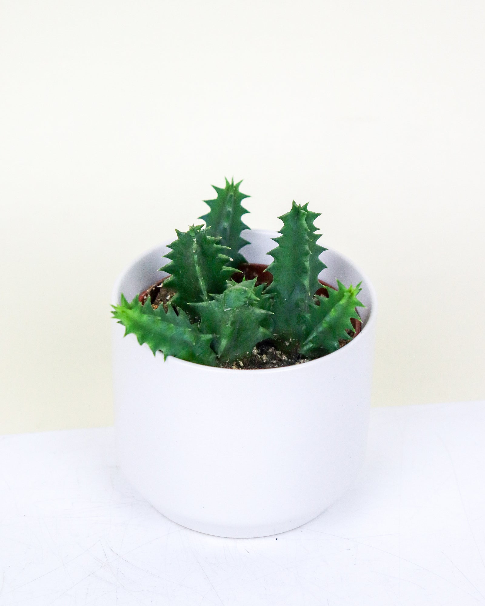 Huernia Zebrina