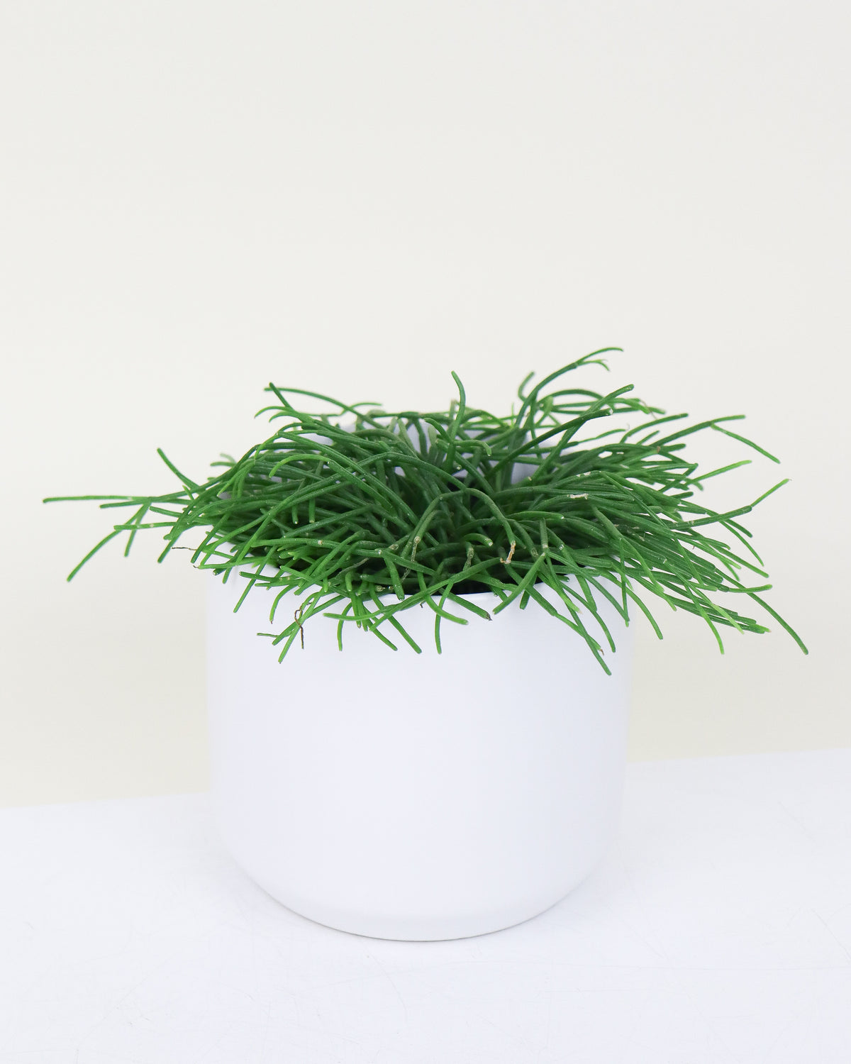 Rhipsalis assortis