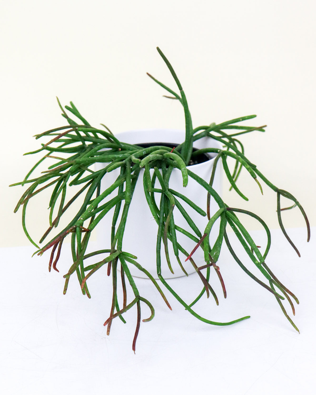 Rhipsalis assortis