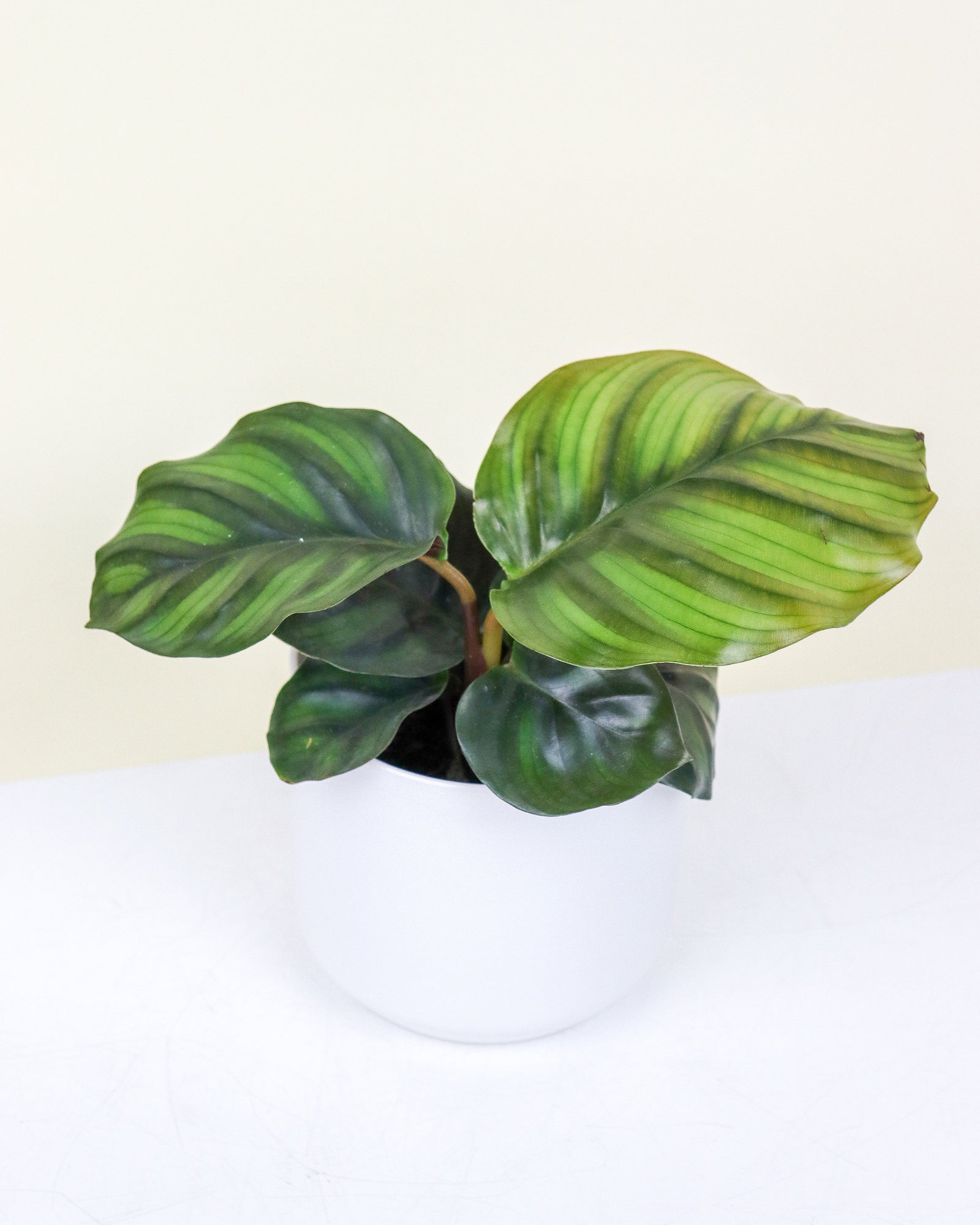 Calathea « fasciata »