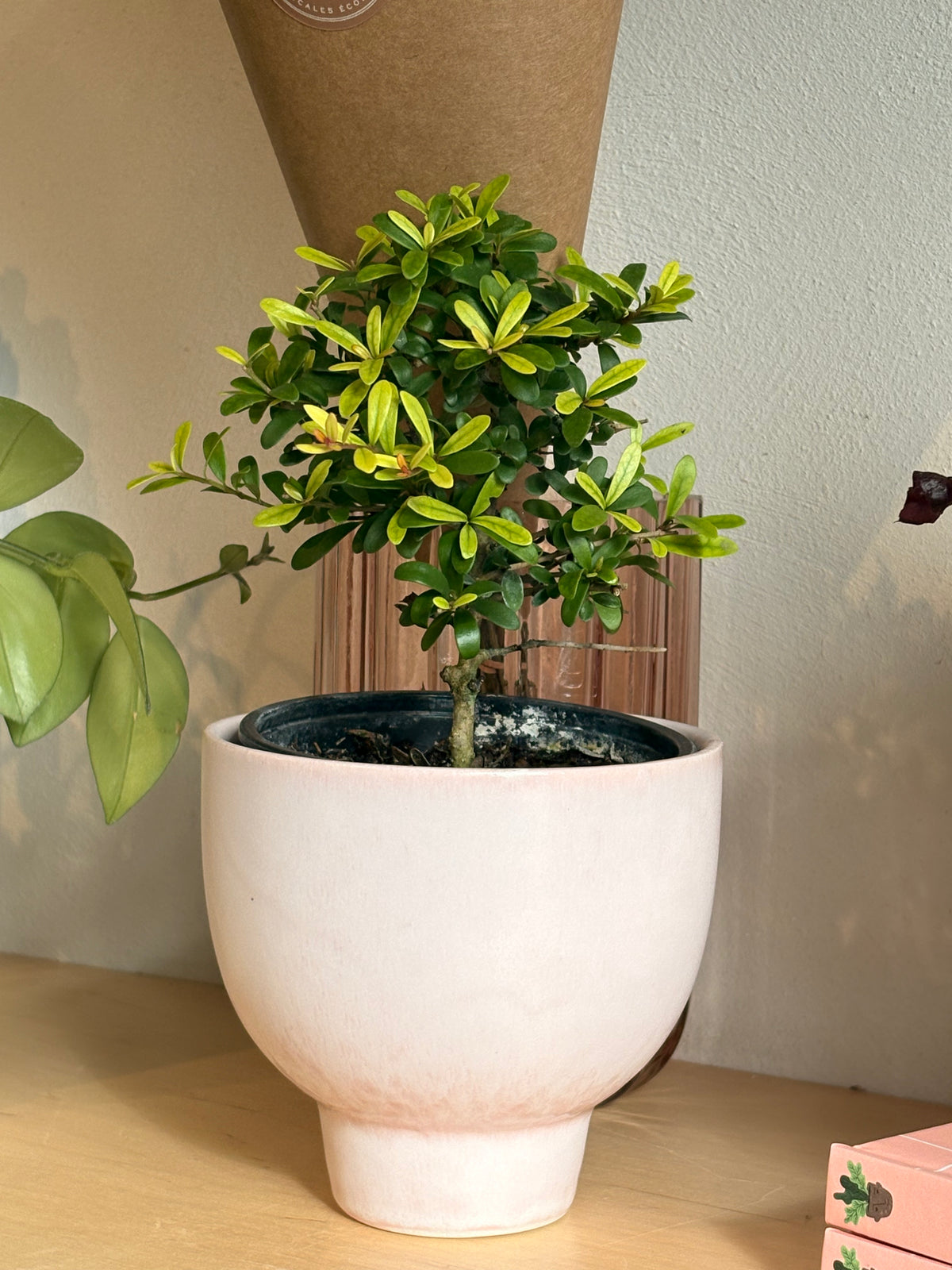 Neea Buxifolia