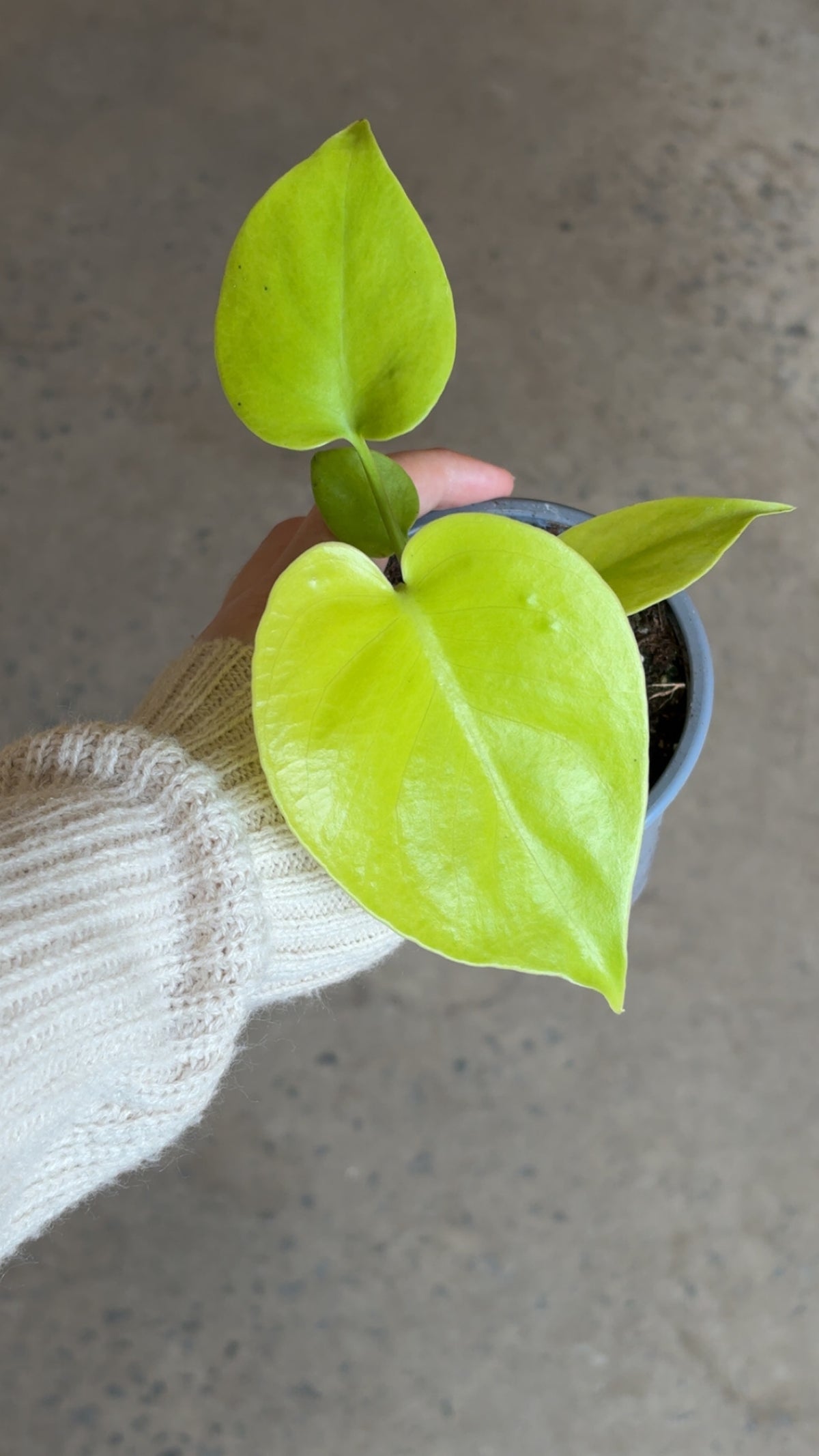 Monstera Super Golden