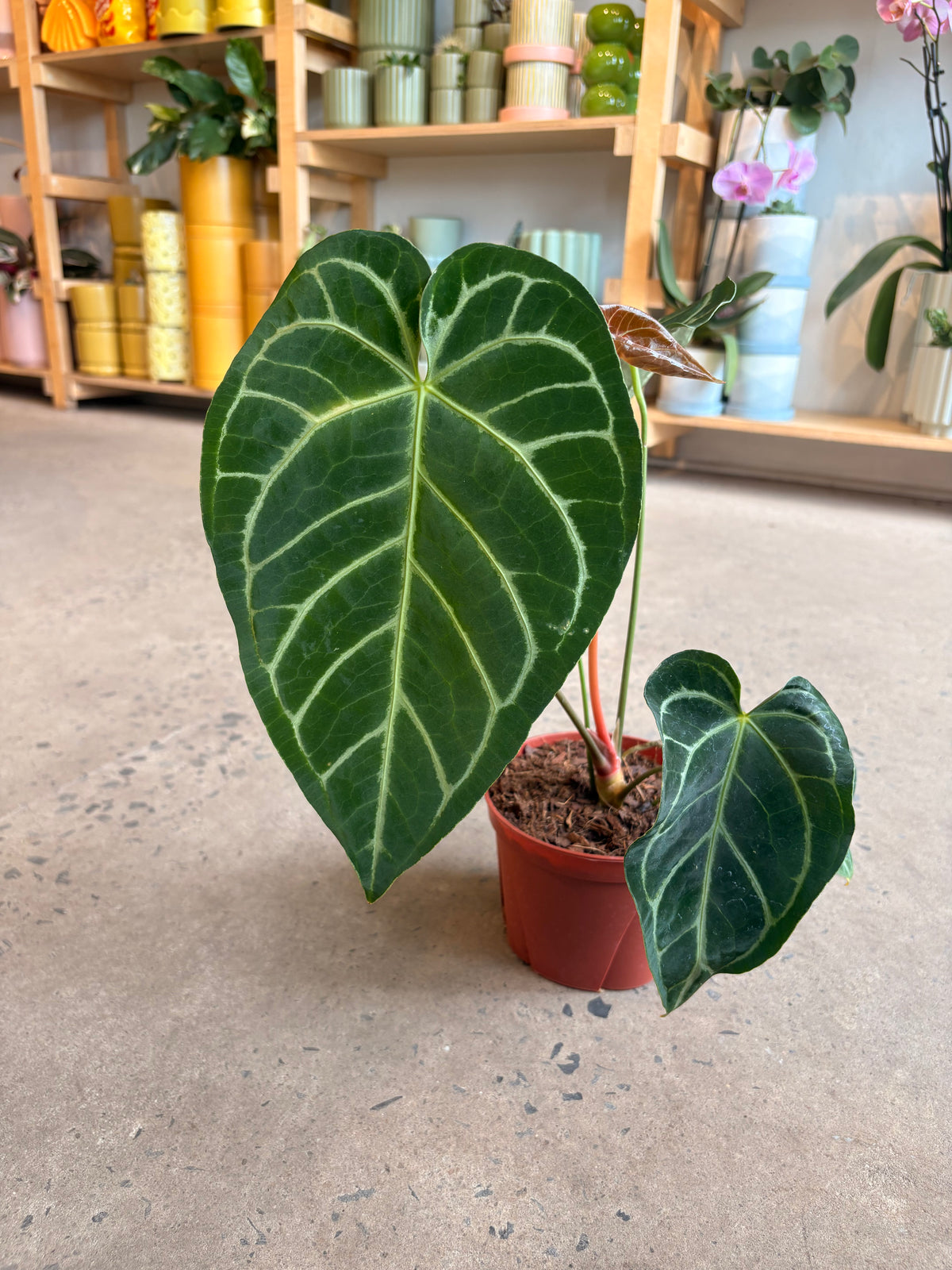 Anthurium Regal Hybrid