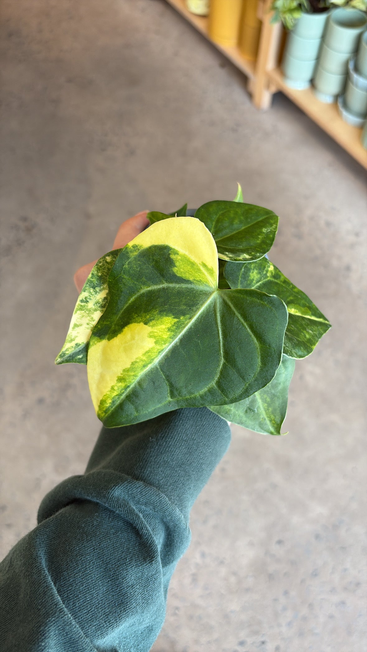 Anthurium Clarinervium Variegata