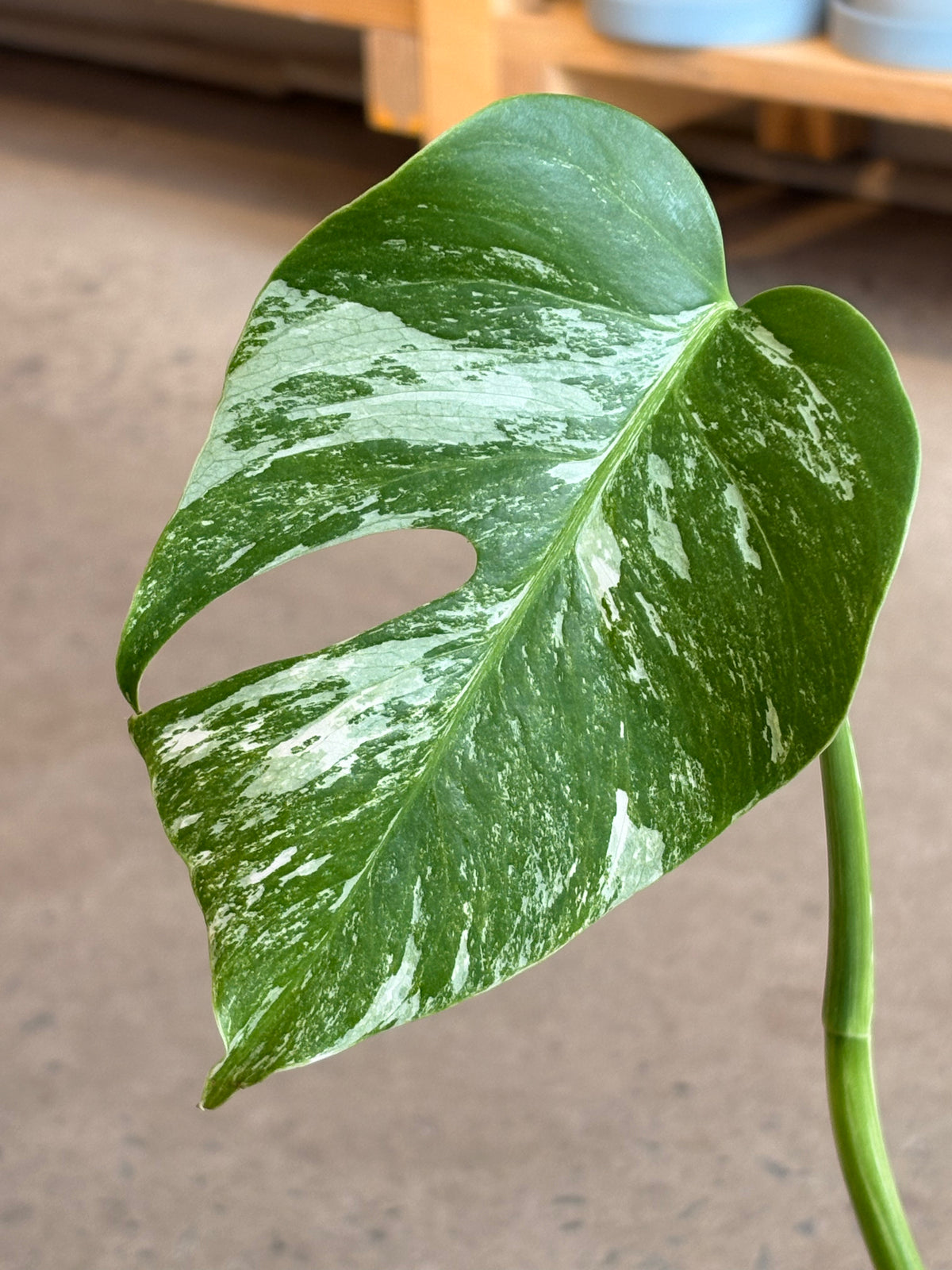 Monstera deliciosa Albo