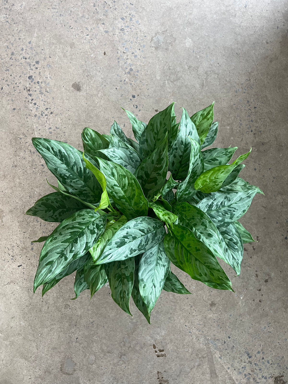 Aglaonema Camouflage