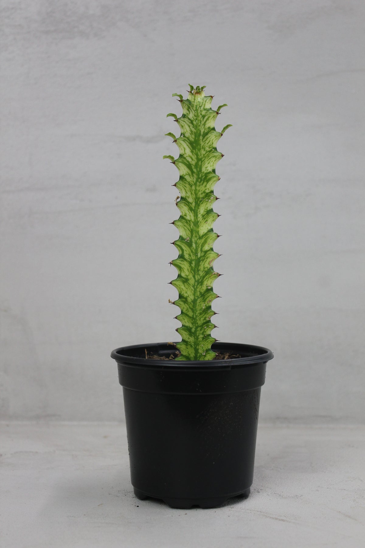 Euphorbia trigona
