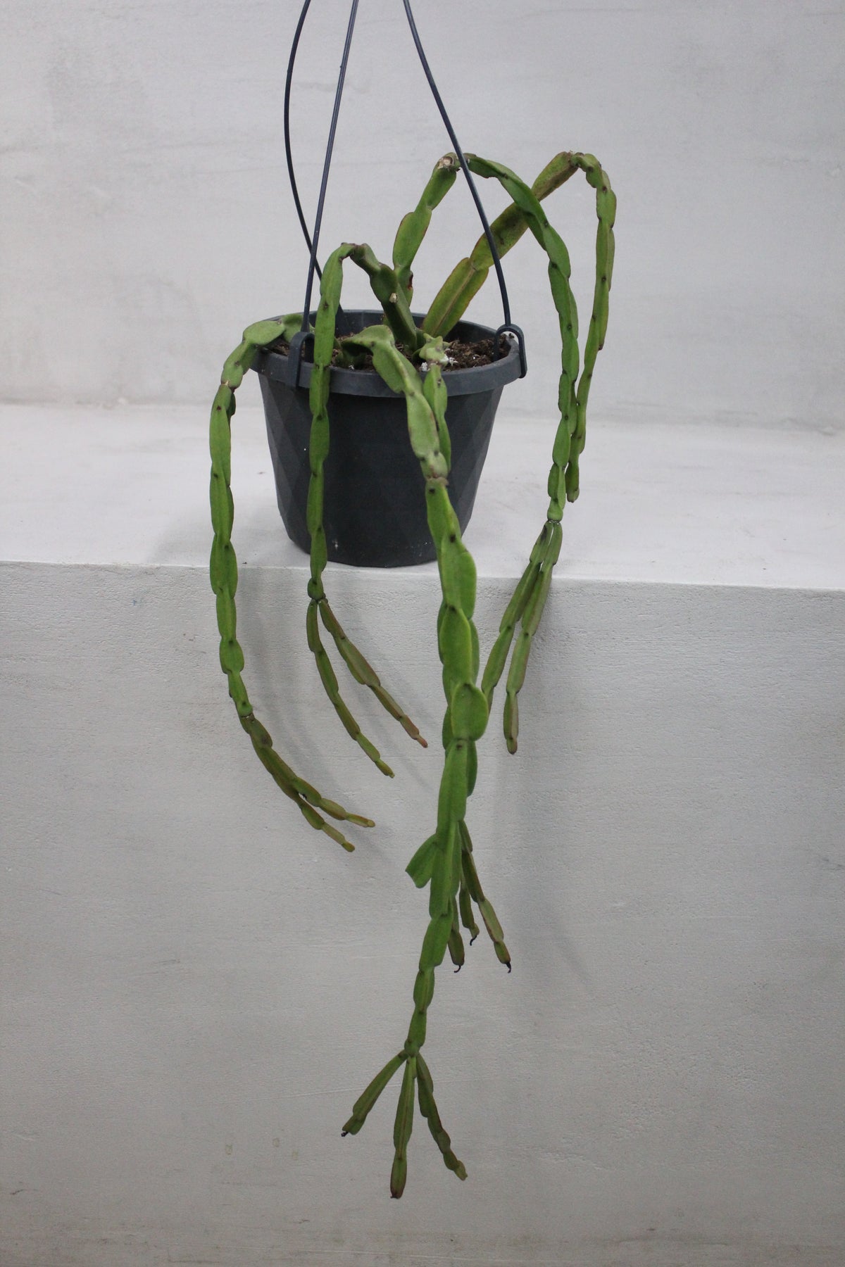 Rhipsalis Paradoxa