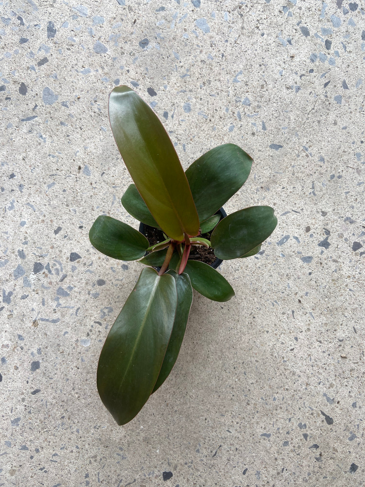 Philodendron Florida Bronze