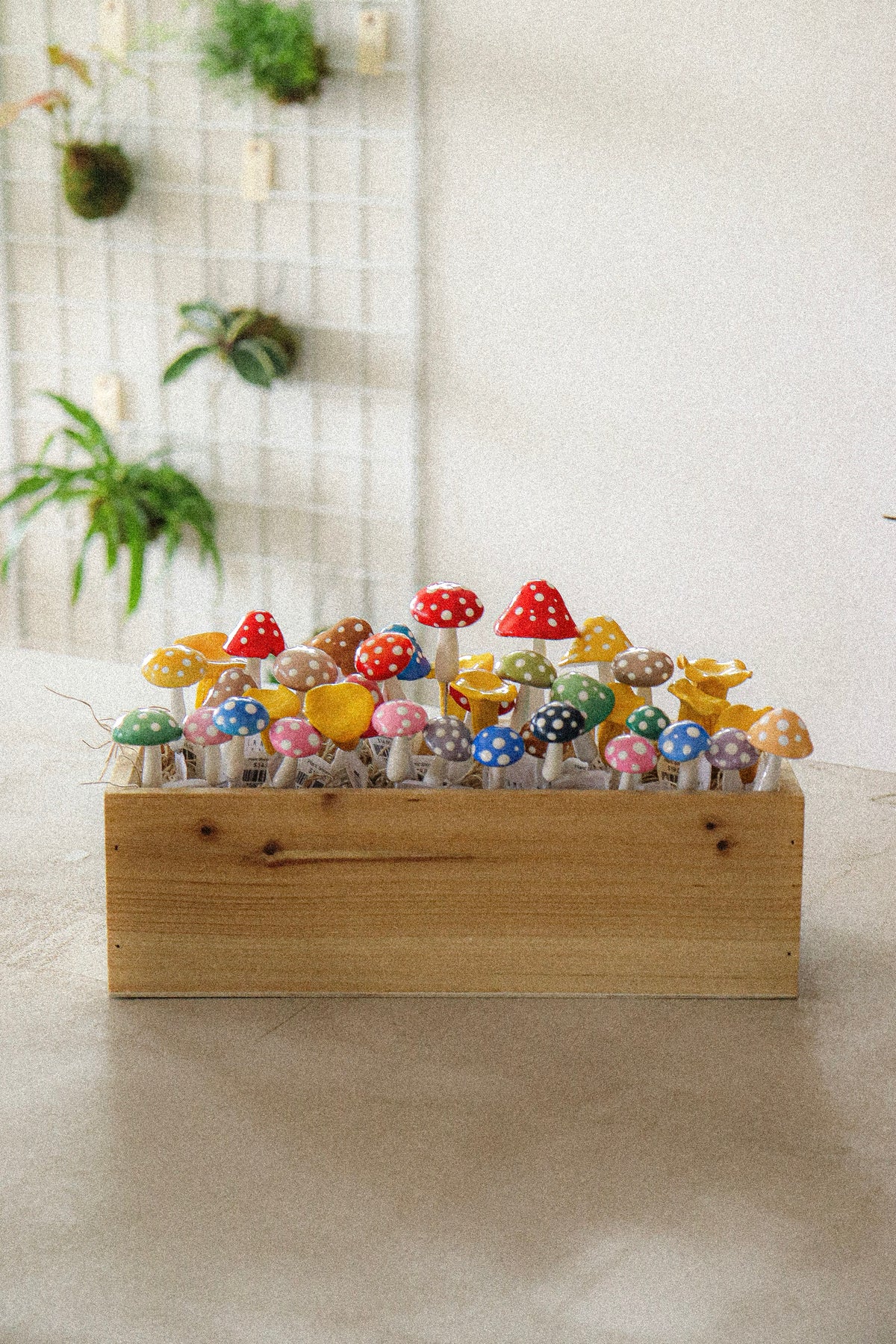 Champignons Décoratifs Plantshroom