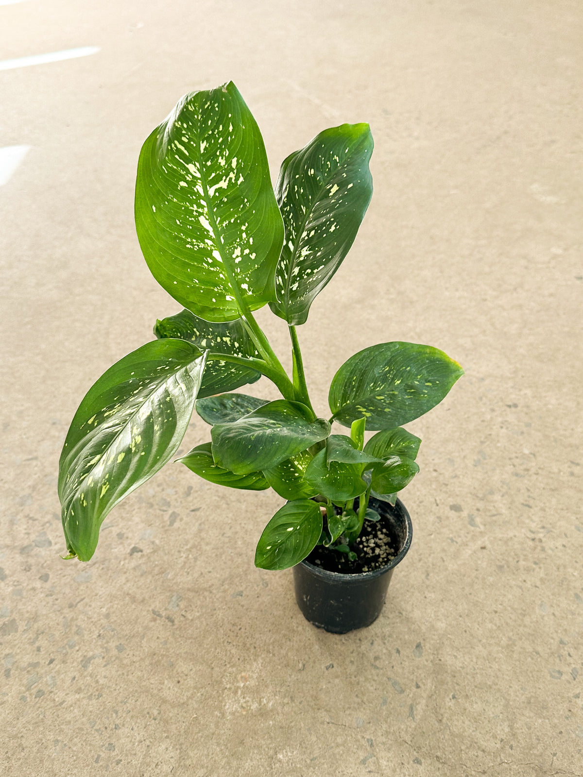 Dieffenbachia Rudolph