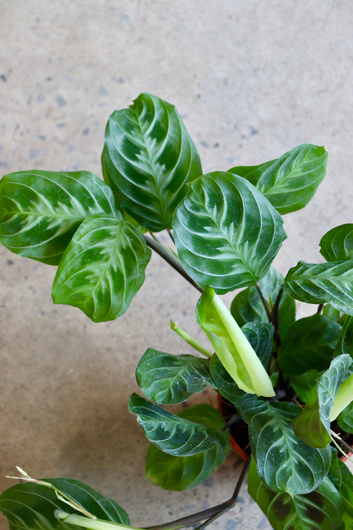 Maranta noID ''Cat Mustache''