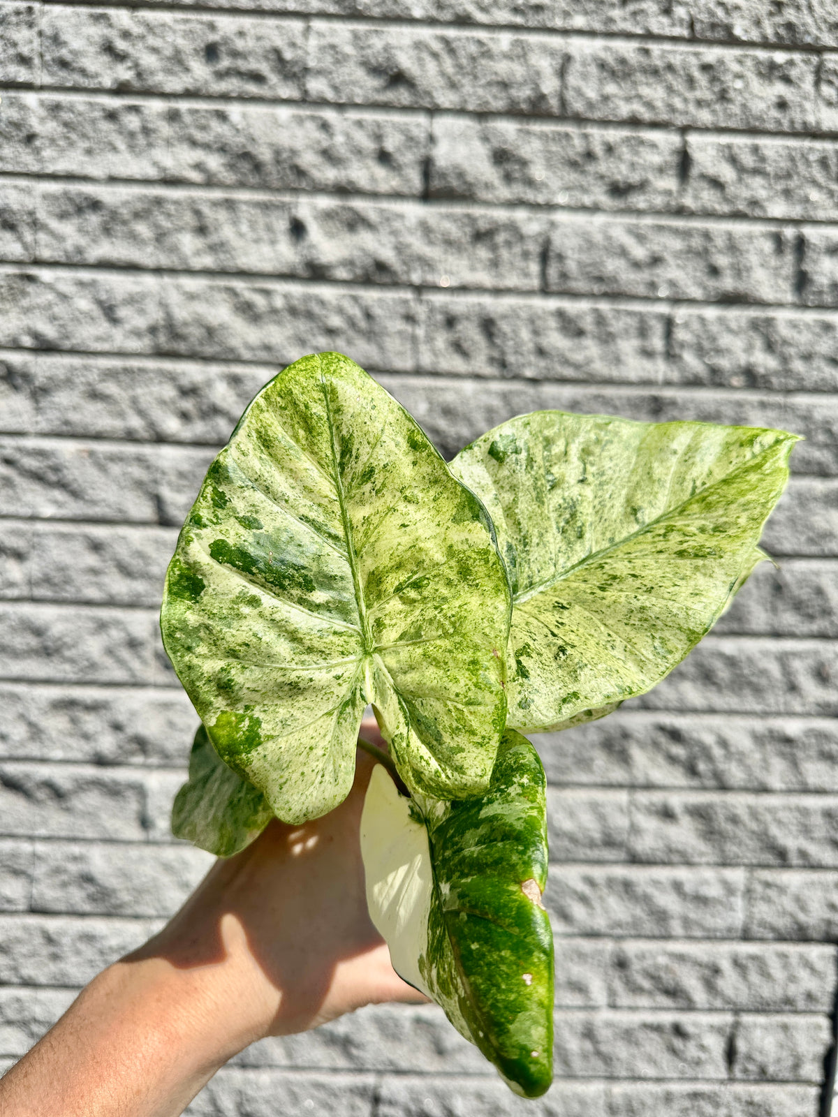 Alocasia Macrorrhiza « Variegata »