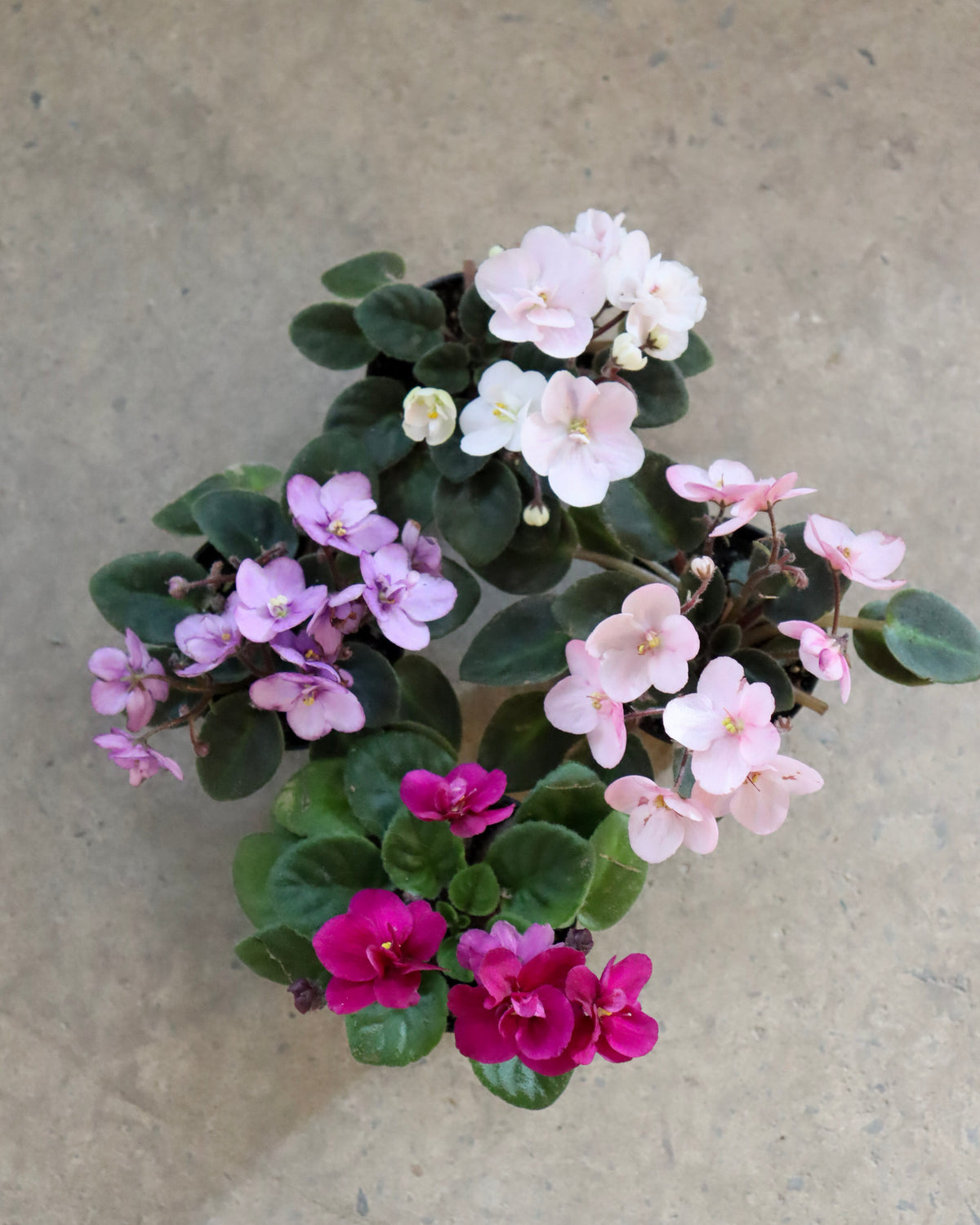 Saintpaulia ionantha « Violette Africaine »