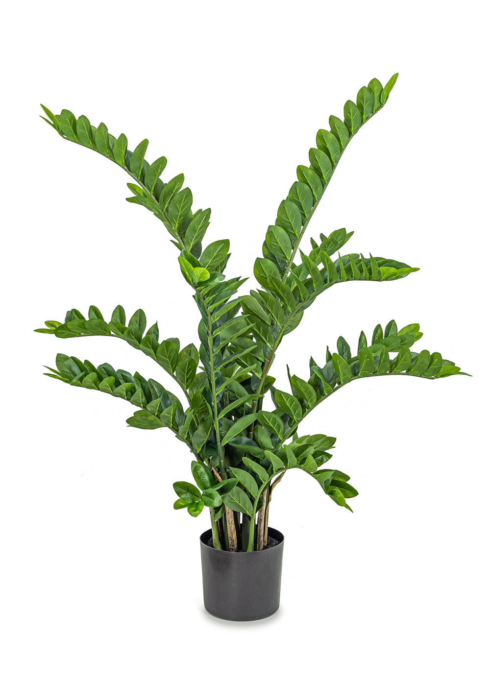 Zamioculcas Zamiifolia