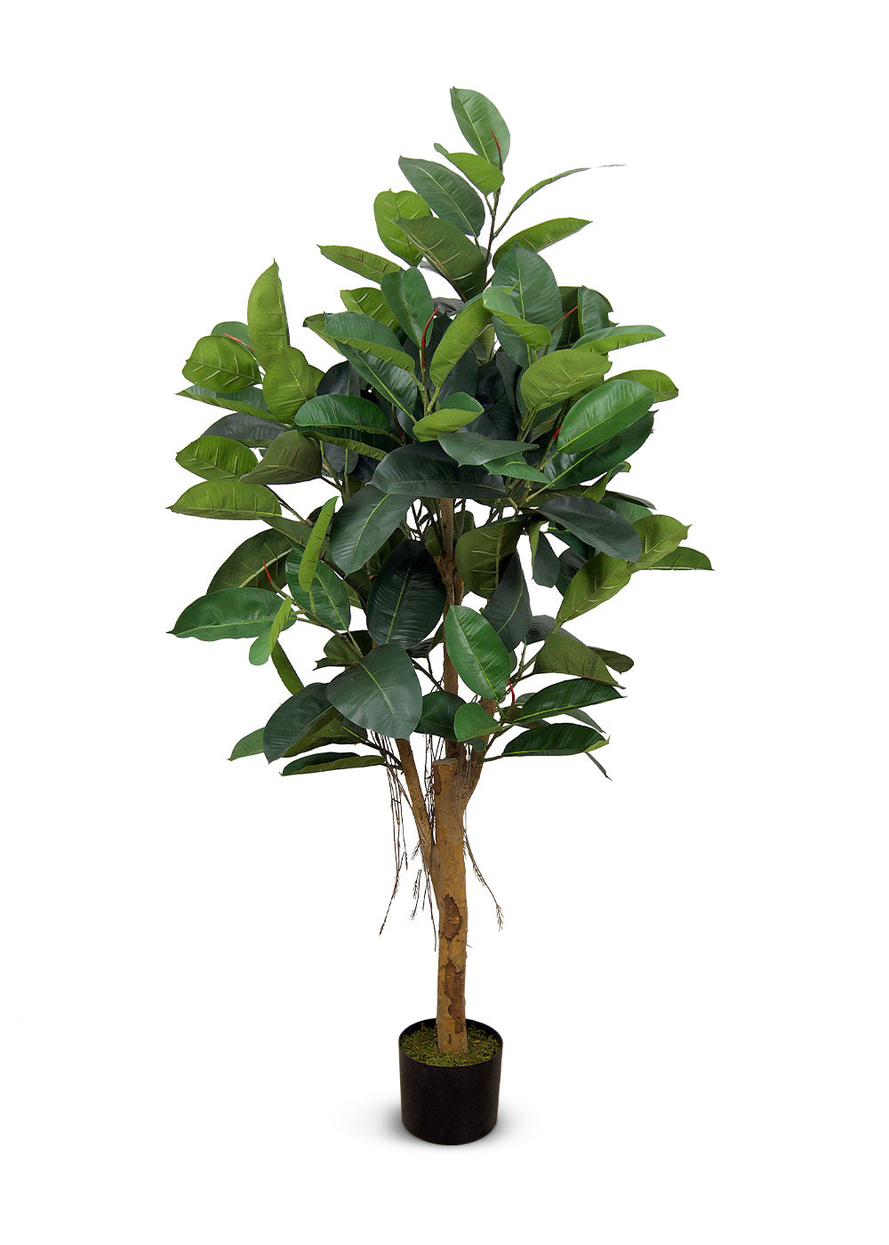 Ficus Elastica